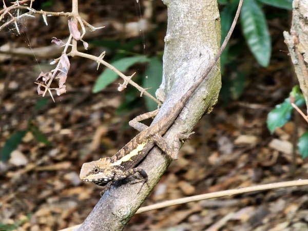小百岳No.81⛰大山母山2776404