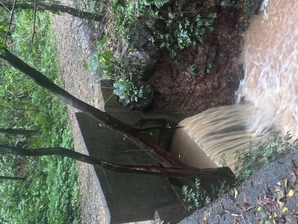 2024草嶺古道芒花季草嶺古道2644783