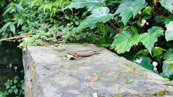 二子坪步道2863642