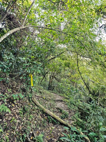 八里灣山-小百岳#91-花蓮縣豐濱鄉3019224