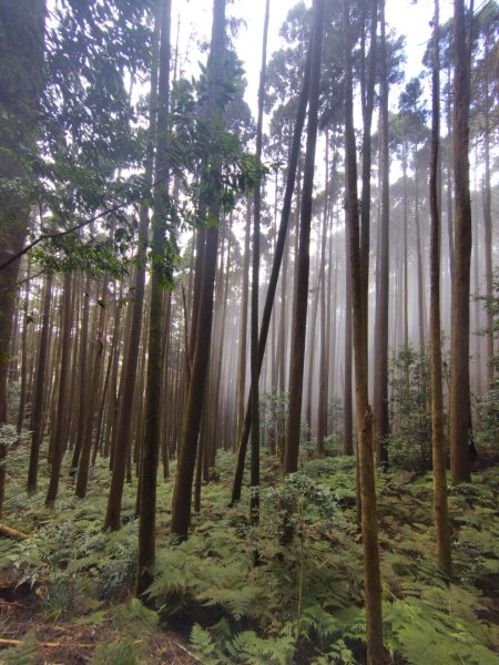 長壽山、肥崠山、醜崠山、大崠山、大崠山經建版2931618