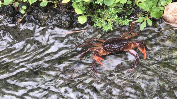 華山步道群1423601