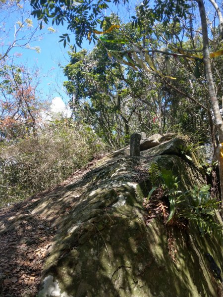 西阿里關山(小百岳#66)步道。嵌在大石上的三等三角點封面