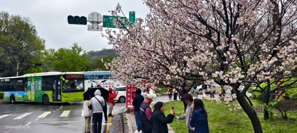 陽明山趴趴走 - 賞櫻花 3/72729265