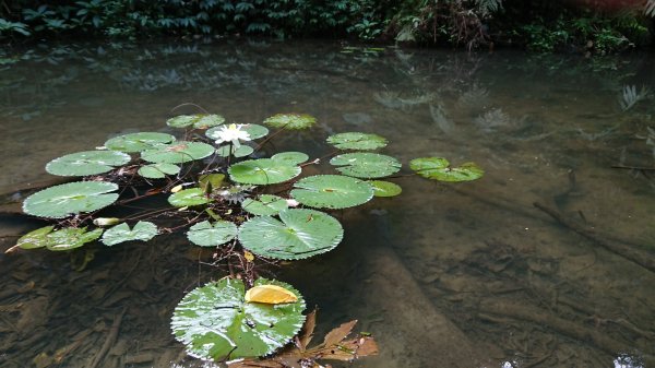 [慈湖]草嶺山-白石山-百吉隧道O型1143854