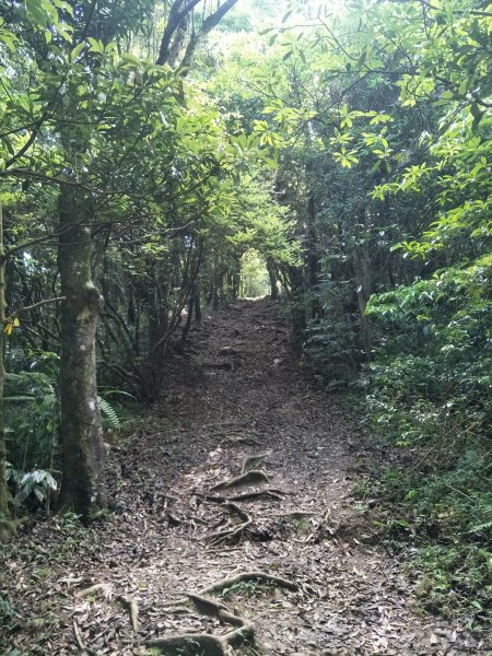 獅仔頭山登山步道1707614