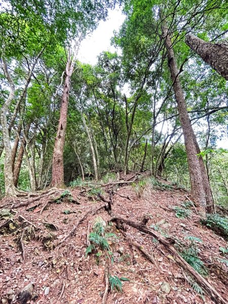 屋我尾山-完成最後一張拼圖2607007