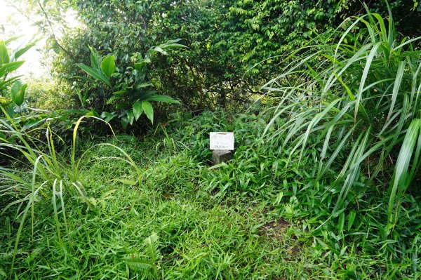 新北 瑞芳 粗坑口尖、碇內尖山、粗坑頭山、龍門山、滴水山2838269