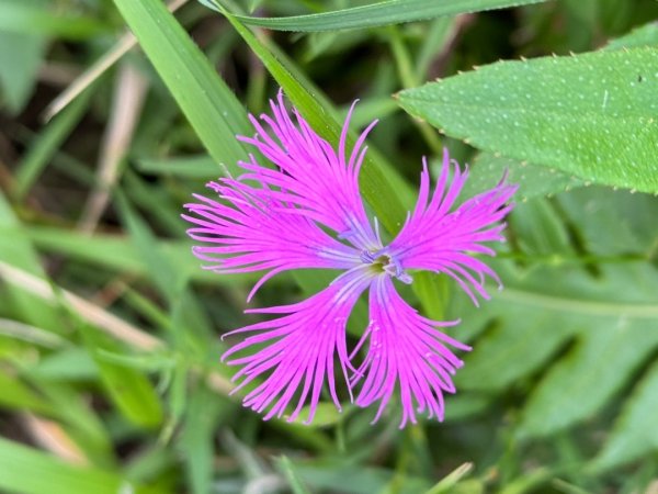 觀霧-檜山巨木群步道2925536