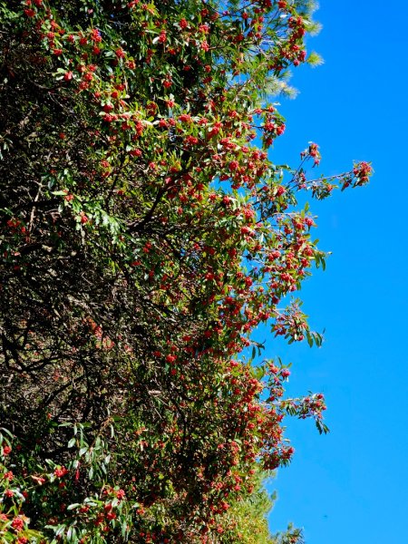 小雪山天池步道2962673