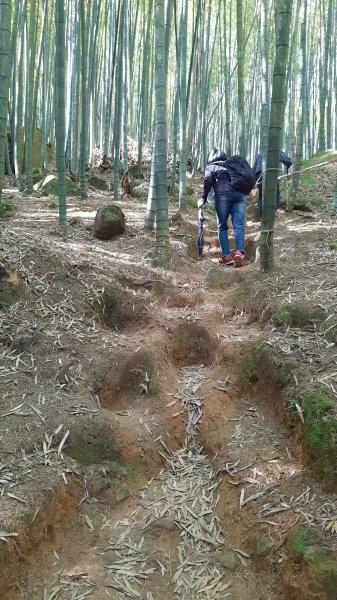 《南投》竹林台灣杉｜溪頭山竹崙山志騰山O繞202302182035818
