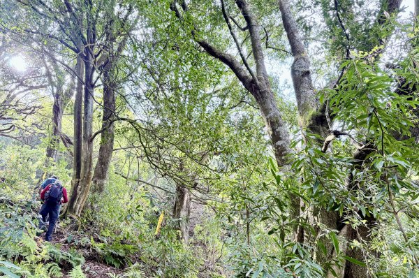 奧萬大登合流點山順撿楓樹林山.獅子頭    2025.3.112734146
