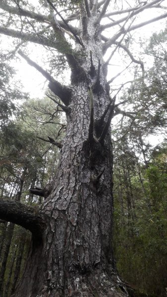 楓之谷~天巒池~武法奈尾山497564