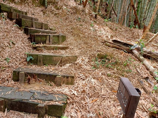 【嘉義梅山】雲霧裊裊似仙境。 瑞太古道 x大風埕觀日峰x油車寮步道2557797