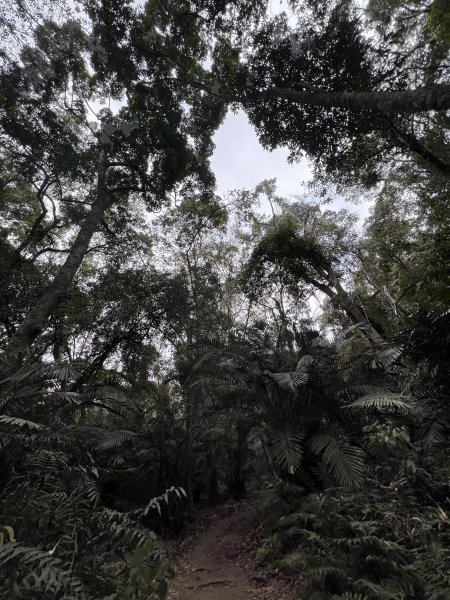 雪山坑環線步道3023317