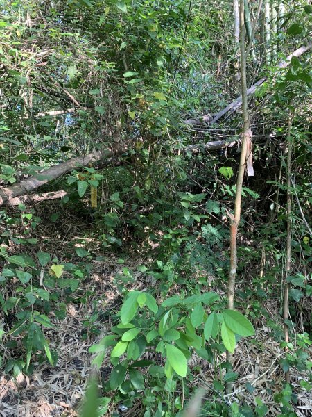 20250830高雄東崗山2877031