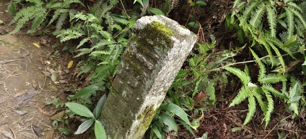 2025/07/19-大艽芎古道上溪洲山O型2841561