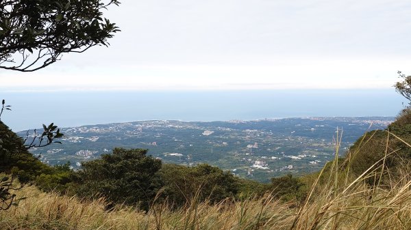 20260125 陽明山前後山健行(無極天元宮~山仔頂步道.向天池.向天山.面天山.二子坪)2998017