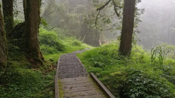 阿里山塔山步道之行426289