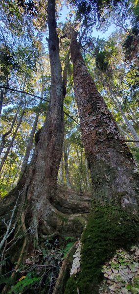 谷關七雄老大-八仙山谷關七雄主峰步道2361226