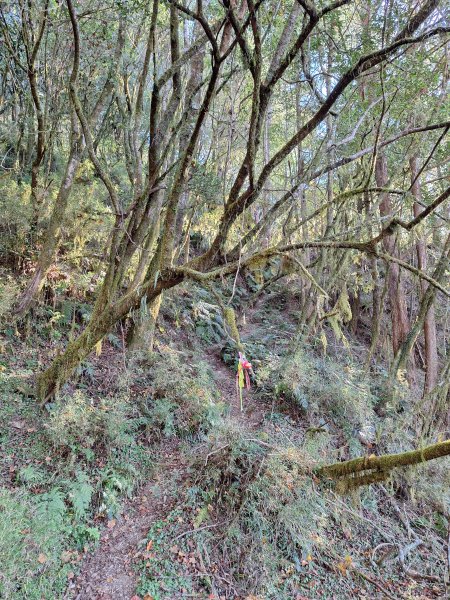 石山+阿毛神木202512112961791