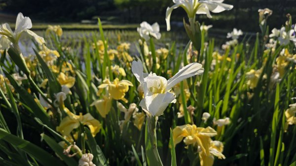 免出國免門票，連綿壯闊的梯田風情，全臺唯一梯田鳶尾花海，嵩山百年梯田2764682