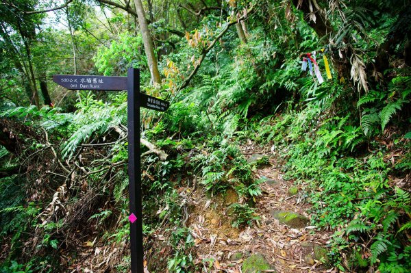 燦光寮古道與黃金三稜554317