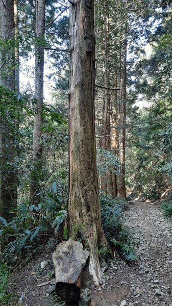 《台中》水晶蘭再現｜鳶嘴西稜線長壽山醜崠山二連峰來回202203201648928