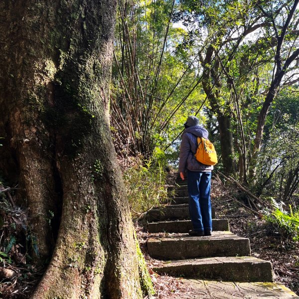幸福五感森林癒2694310