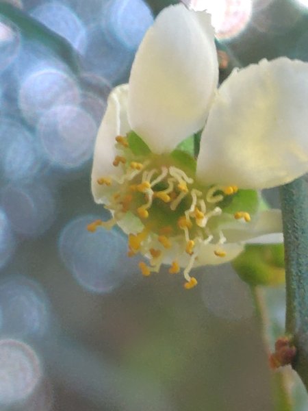 大雪山森林遊樂區 遊客中心 小神木 北三錐山 平石山西北峰2952871