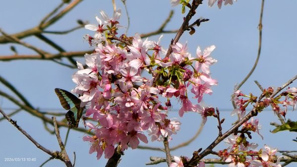 #西龍巖寺 #八里療養院 #黃花風鈴木 #青帶鳳蝶 #虎山 #101大樓  3/133014416