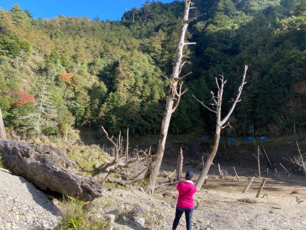 小關山林道上小關山1550019