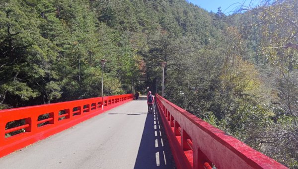 (姨婆趴趴走)第三十四集:台中武陵農場一日遊  觀賞楓紅、銀杏、落羽松、萬壽菊之美2376081