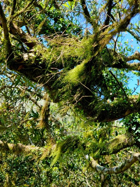 2026年臺北大縱走第二段：二子坪至小油坑3029487