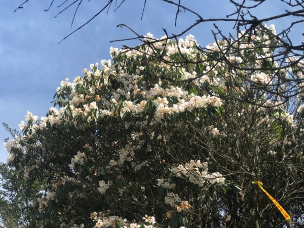 石山 草原上的高山杜鵑花紛紛爆發560477