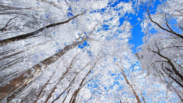 超綺麗夢幻的粉雪奇緣山行記在日本名古屋南沢山2781223