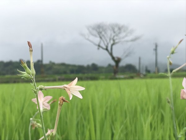 ~  富里花海  ~1357982