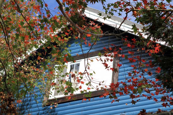 【南投~仁愛】清境農場賞銀杏落羽松楓紅1209030