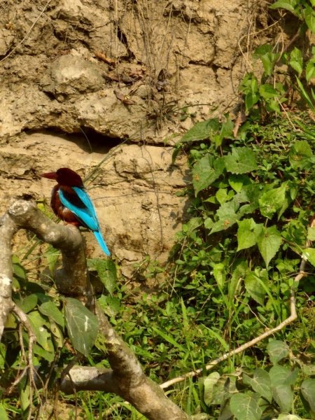 尼泊爾奇旺國家公園4天三夜2790893
