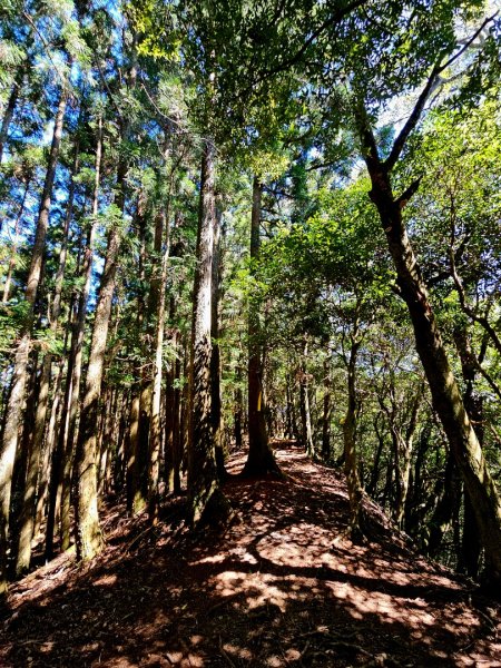 油羅山-2025森遊竹縣皮皮獅探險隊2910102