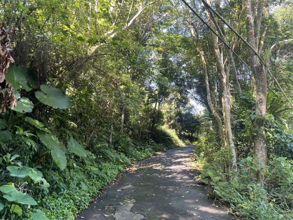 [皮皮獅Hike客任務-07/10] 2024_0831 大山背麒麟步道2586090