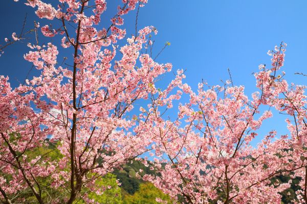 拉拉山的櫻花286572