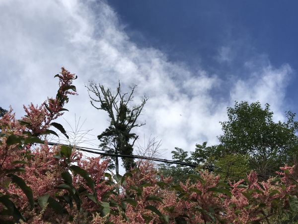 觀霧.榛山.雲霧步道179014