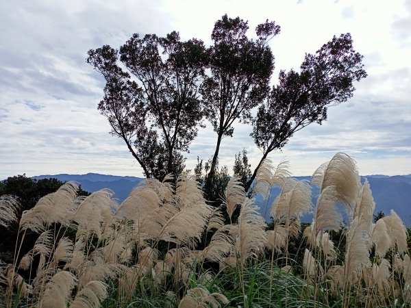 【小百岳集起來】土庫岳芒花飄逸、楓紅絢麗1221957