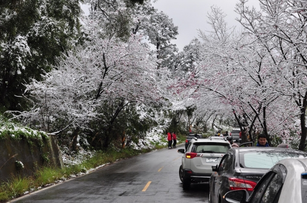 東眼山國家森林遊樂區 賞雪趣 30095