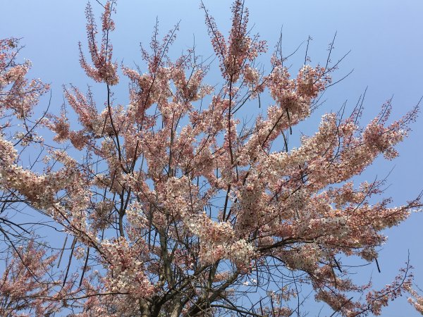 三月櫻花。花旗木＠神威天台山549813