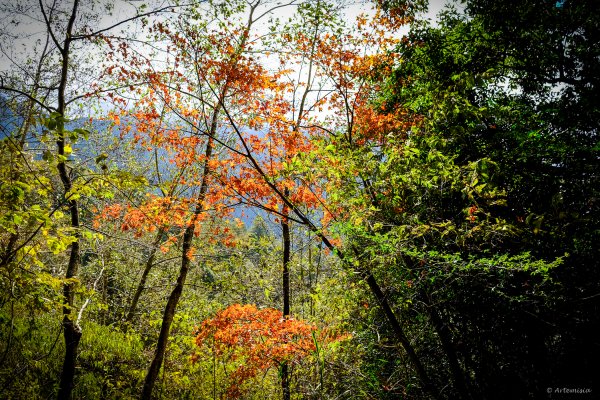 [冬訪大霸聖山岳參行]-大鹿林道東線榆金楓紅與九九山莊精選輯2974720