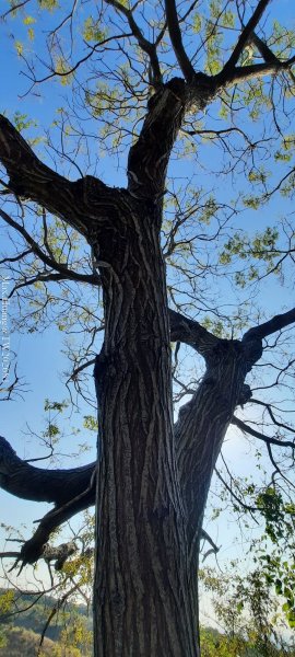 《台中》短暫暖陽｜龍井竹坑南寮步道O繞202601042976437