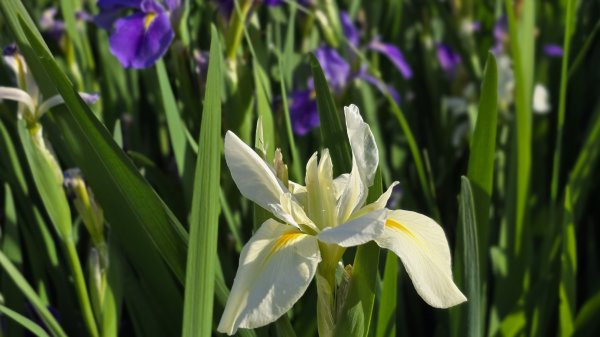 免出國免門票，連綿壯闊的梯田風情，全臺唯一梯田鳶尾花海，嵩山百年梯田2764685