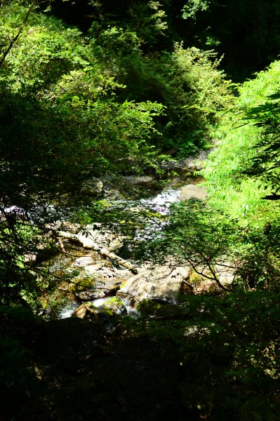 武陵農場~~桃山步道1050917